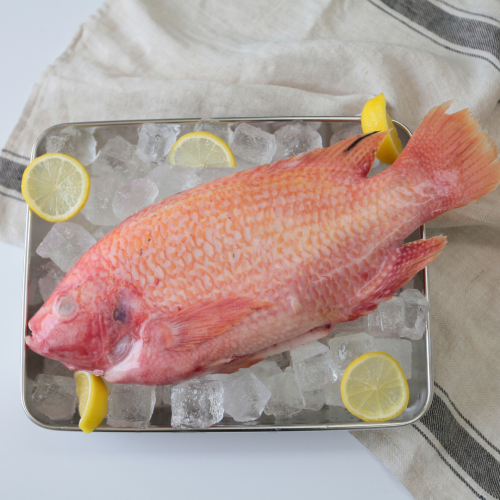 SE05. ปลาทับทิม 1pack