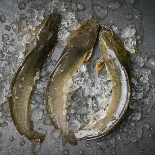 SE07. ปลาดุก 1pack